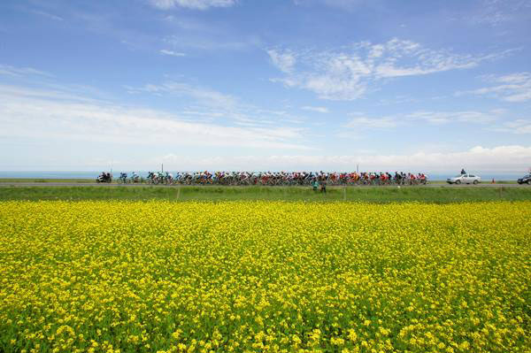 Rapeseed flowers